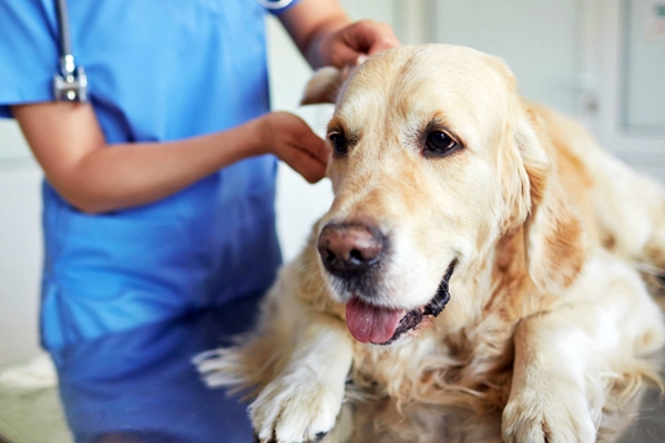 cane dal veterinario