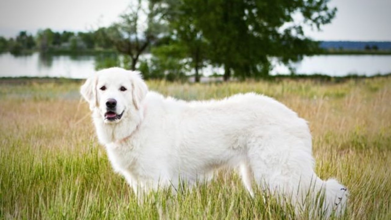 esemplare di cane Akbash