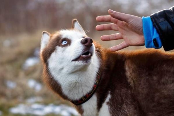 cane ha paura delle persone