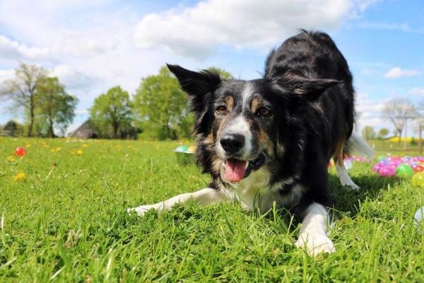 cane che scodinzola per giocare