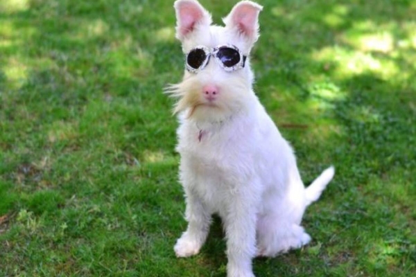 cane con occhiali
