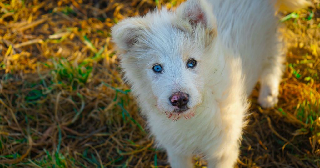 Cane albino: fatti interessanti che dovresti davvero conoscere
