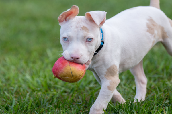  cane albino 