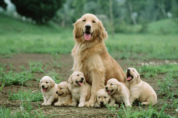 cane e cuccioli