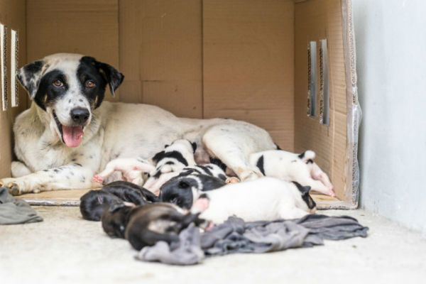 mamma e cuccioli