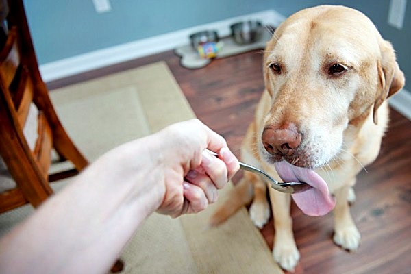 cane che lecca un cucchiaio
