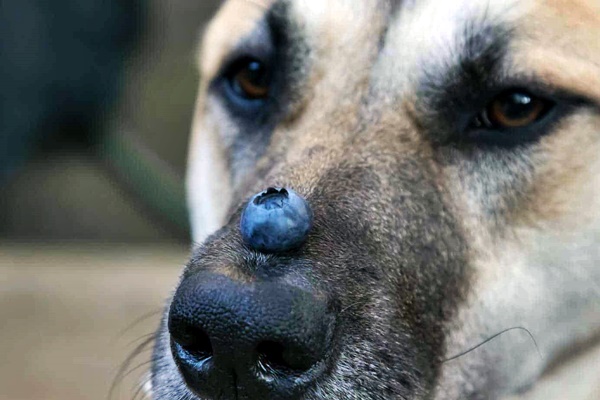 mirtillo sul naso del cane