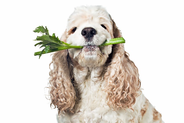cane che mangia il sedano
