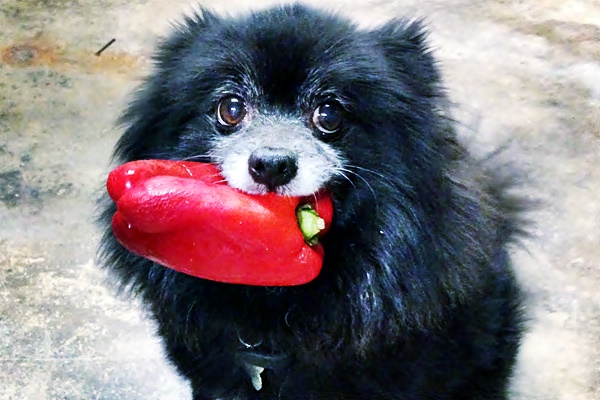 cane che mangia un peperone