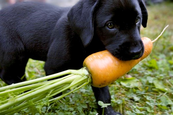 cucciolo che mangia una carota