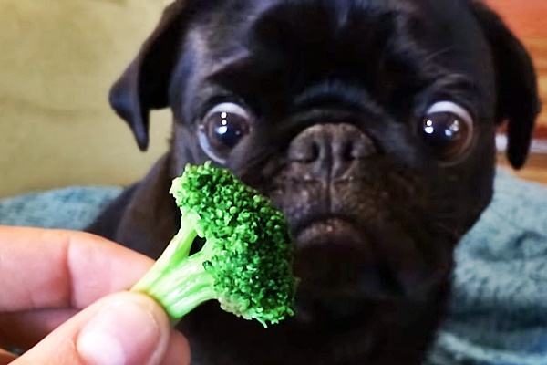 cane mangia i broccoli