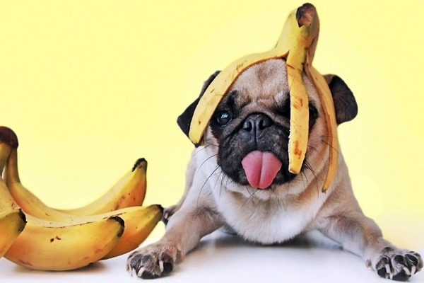 cane con la banana in testa