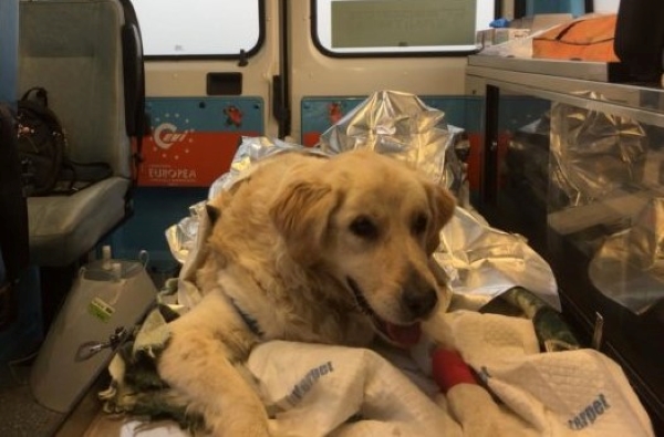 cane in ambulanza
