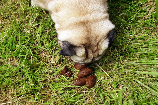 carlino con la cacca