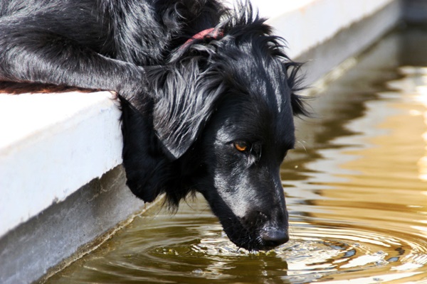 cane che beve acqua