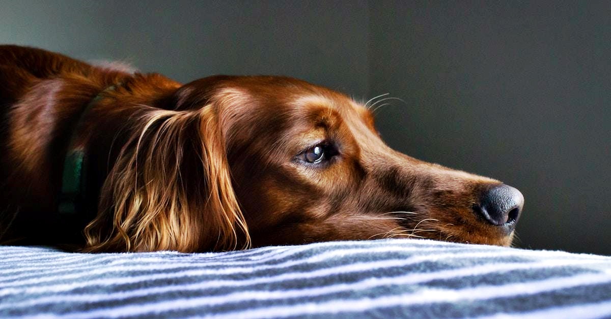 Amebiasi nel cane: che cos’è, cause, sintomi e trattamento