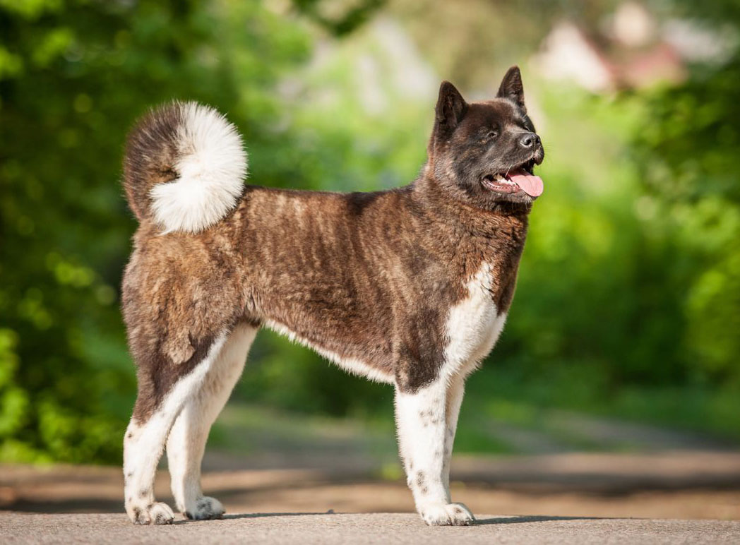 esemplare di American Akita