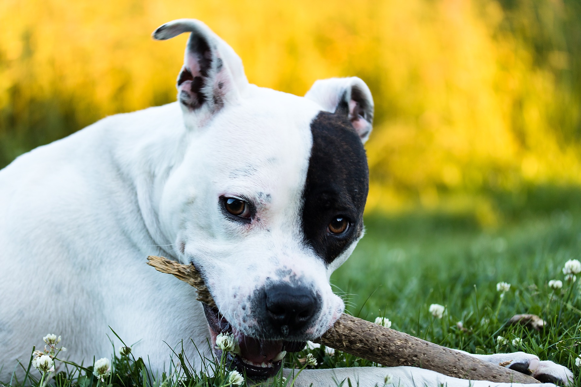 Cane che morde con i denti davanti: cosa significa?