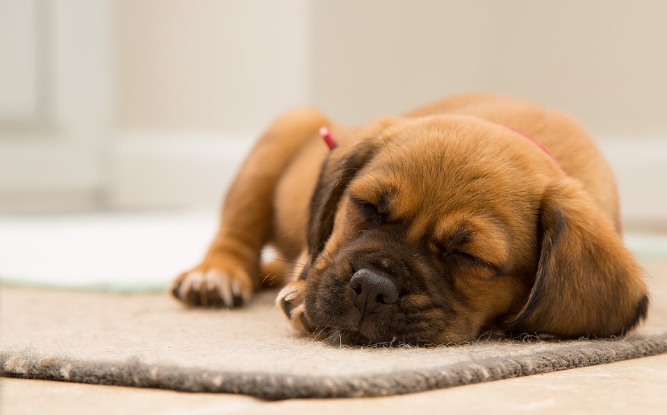 Cane di segno pesci: caratteristiche, temperamento