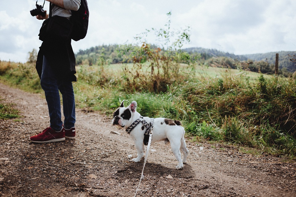 Al cane piacciono tutte le persone che incontra: che significa?