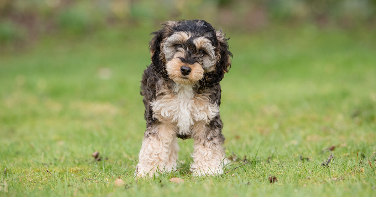 Insegnare al cane a non abbaiare alla porta: ecco come