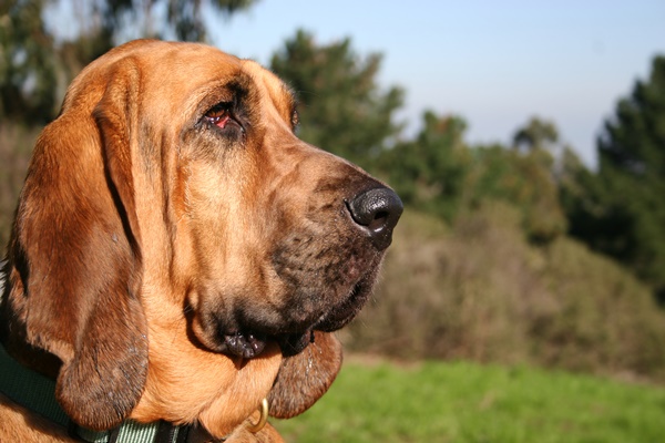 cane che guarda