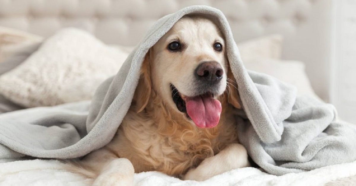 Avere un cane può garantire la buona salute del nostro cuore