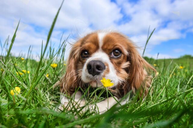 Avvelenamento da insetticidi nel cane: cosa bisogna fare