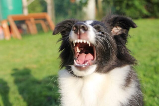 Come avvicinarsi a un cane che abbaia, senza rischi