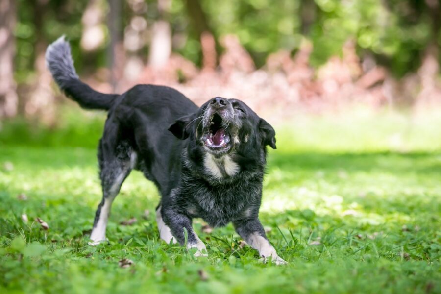 cane pronto ad aggredire