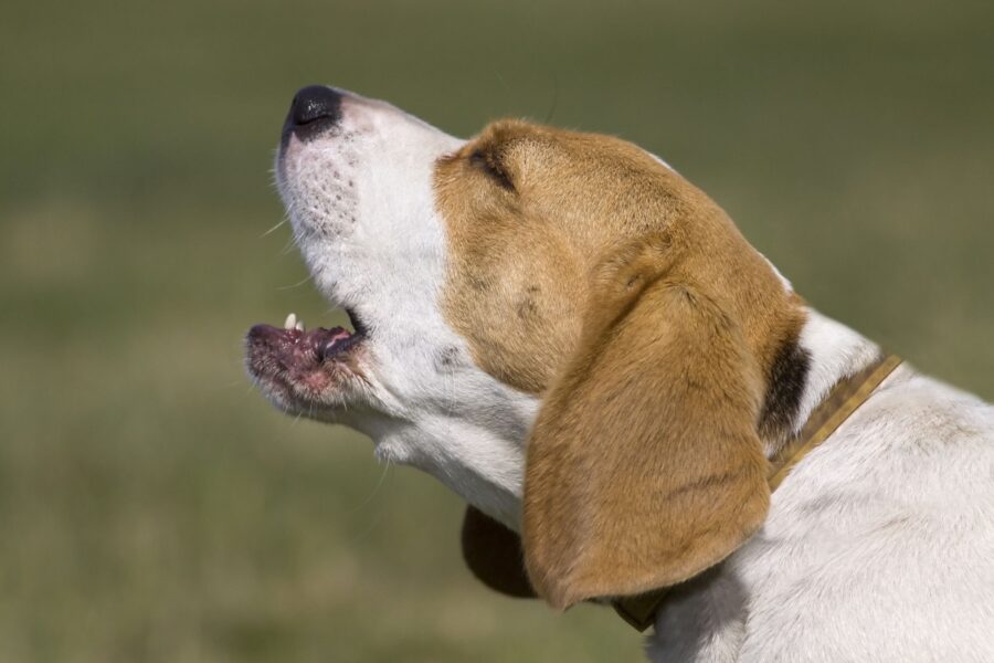 cane che si agita