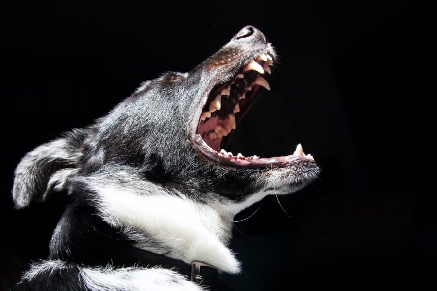 cane con la bocca aperta