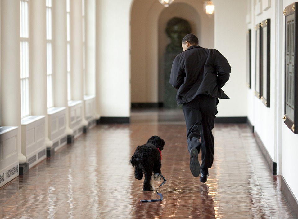 Il tuo cane ti salverebbe la vita? Scoprilo così