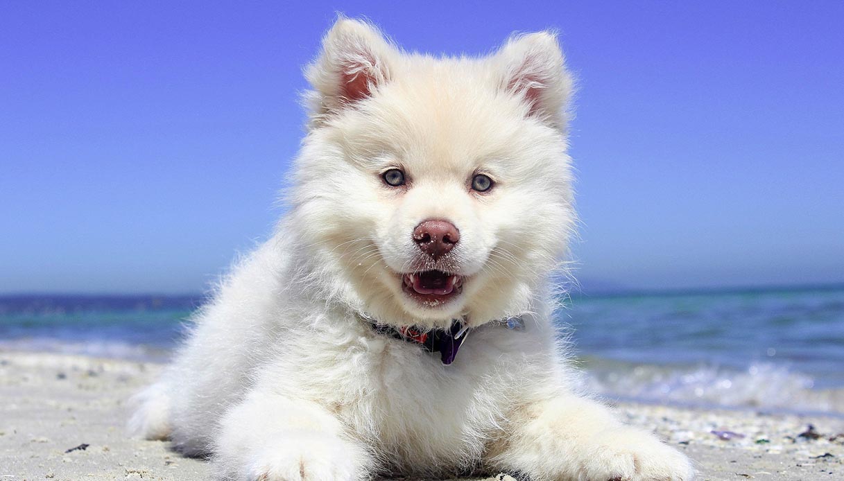 Sorriso sottomesso del cane