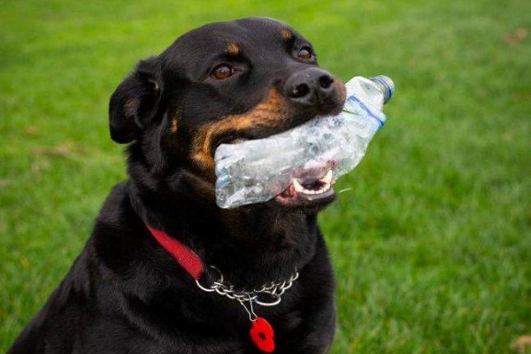 cane che porta bottiglia