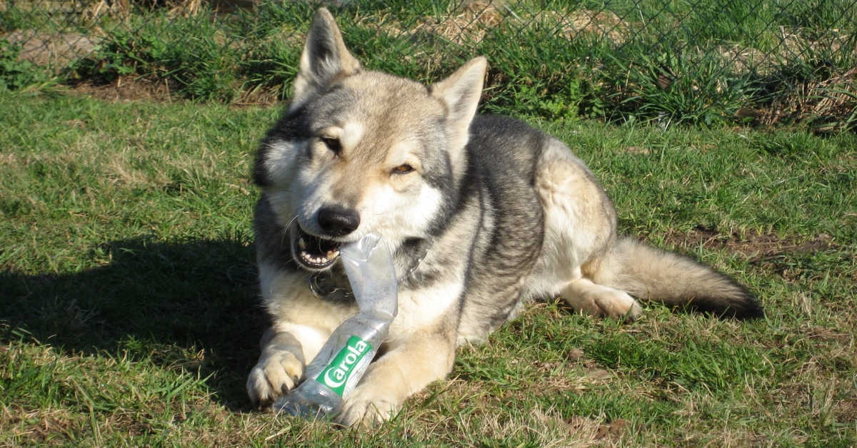 Insegnare al cane a portare un drink: si può fare, ecco come