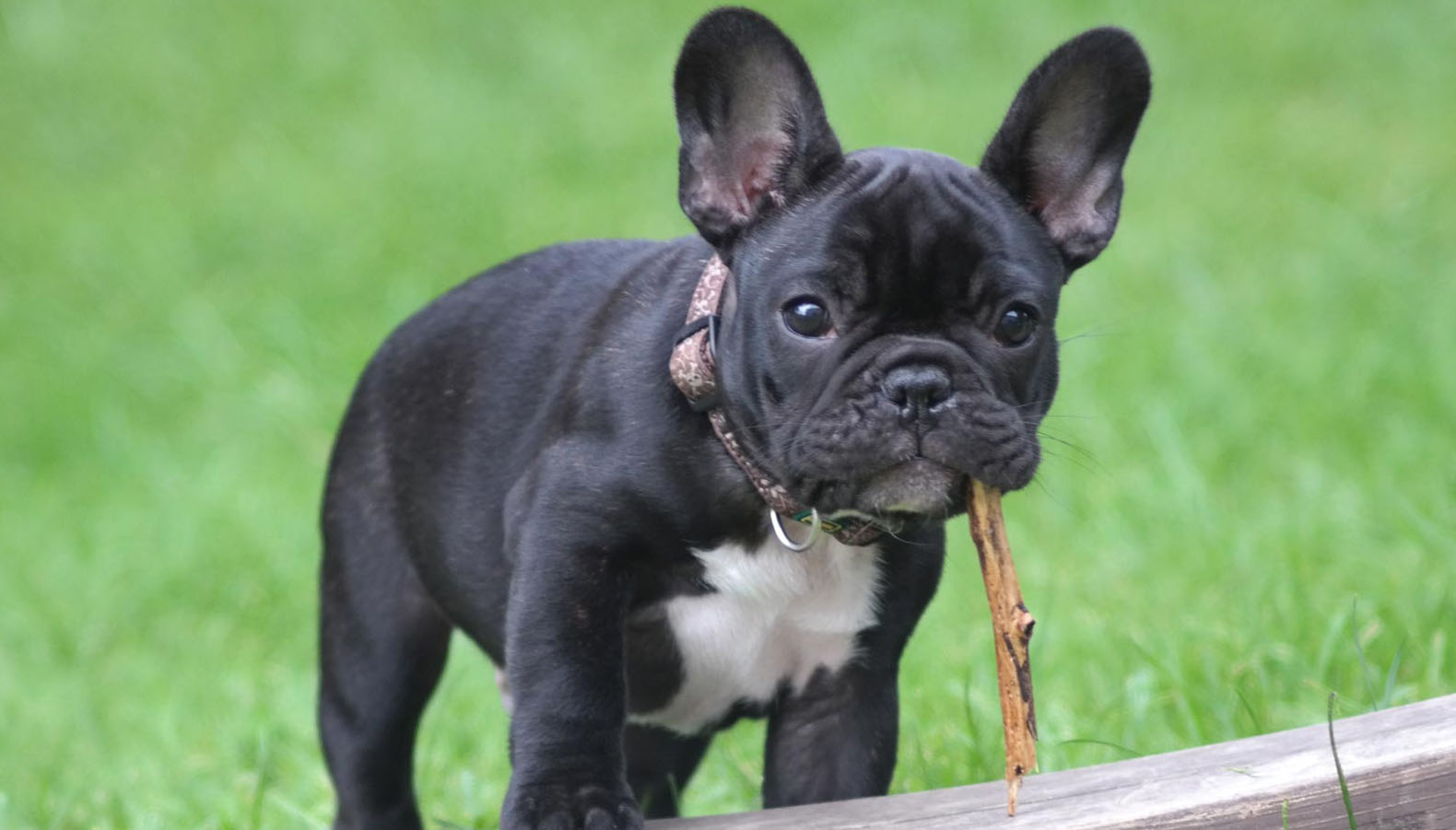 cucciolo di Bouledogue Francese