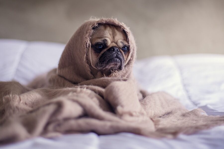cane sotto le coperte
