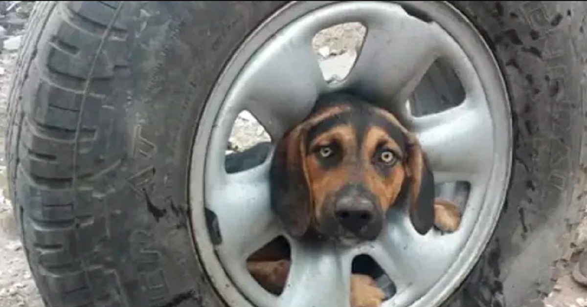 Cane con la testa incastrata in una ruota viene salvato dai vigili del fuoco