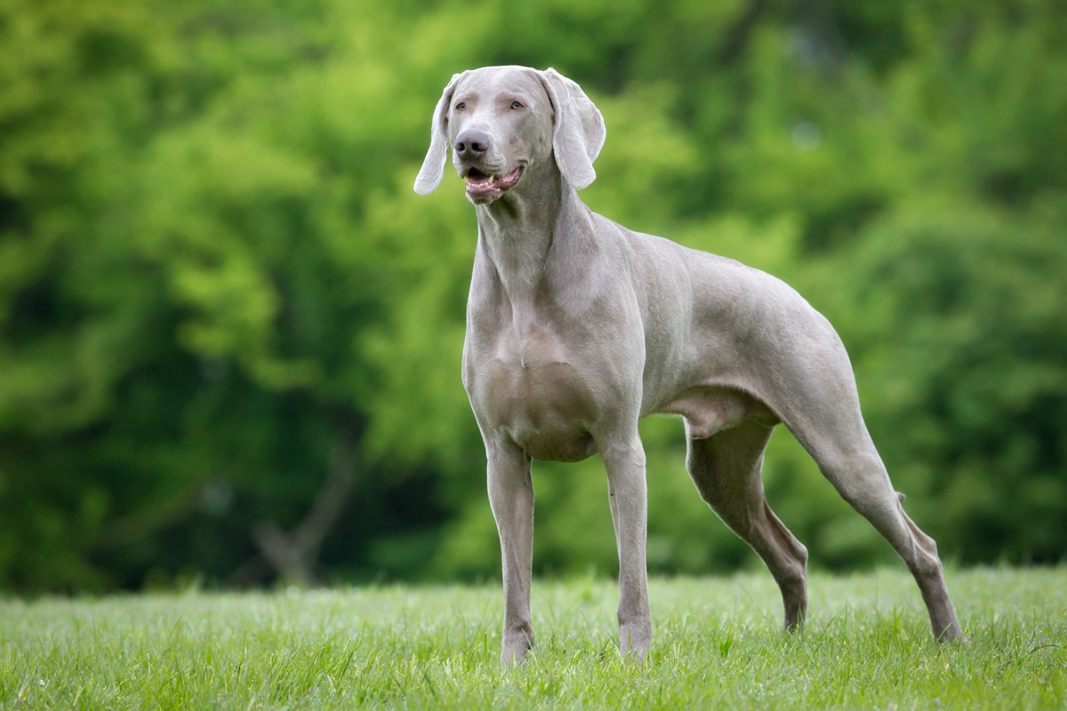 weimaraner adulto