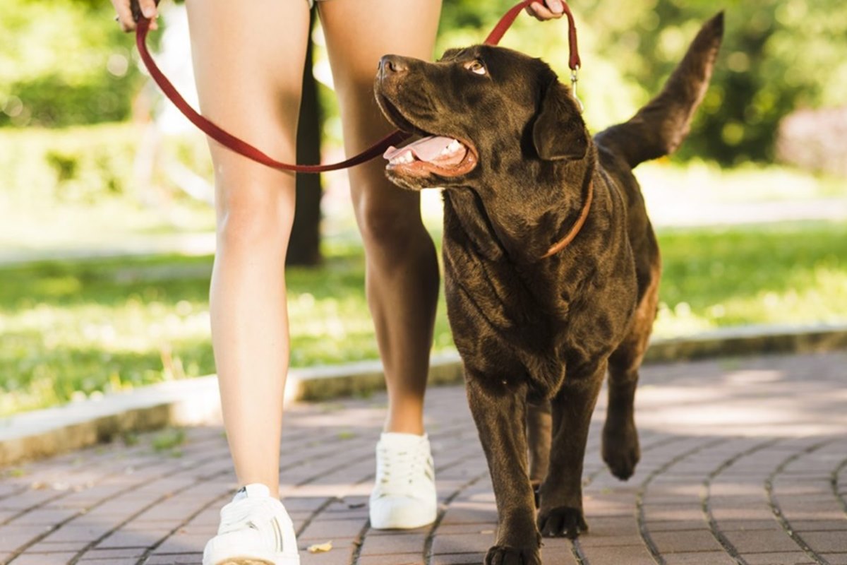 insegnare al cane a camminare al guinzaglio