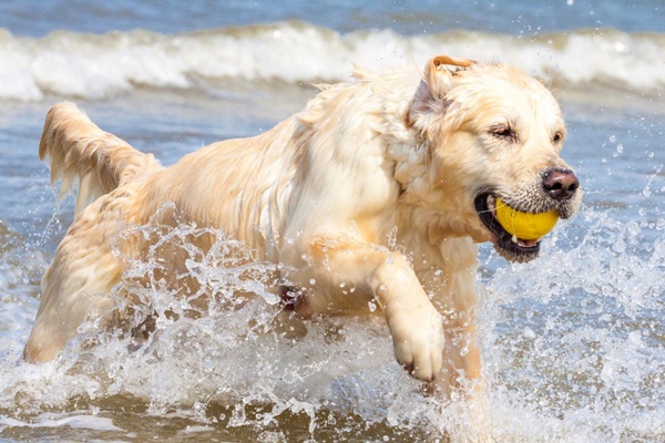 cane che gioca con la pallina