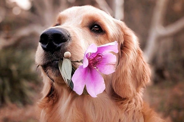 cane romantico