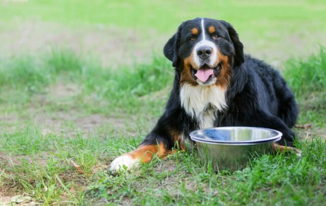 Cane e digestione: quanto ci mette Fido per elaborare il cibo?