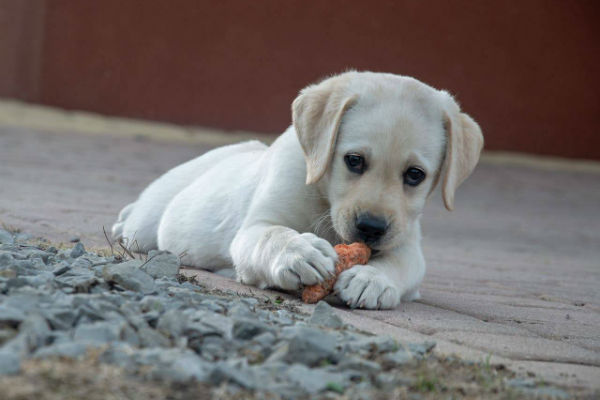 cane bianco