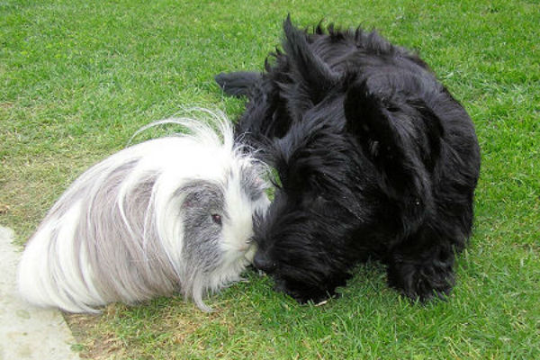 cavia e cane