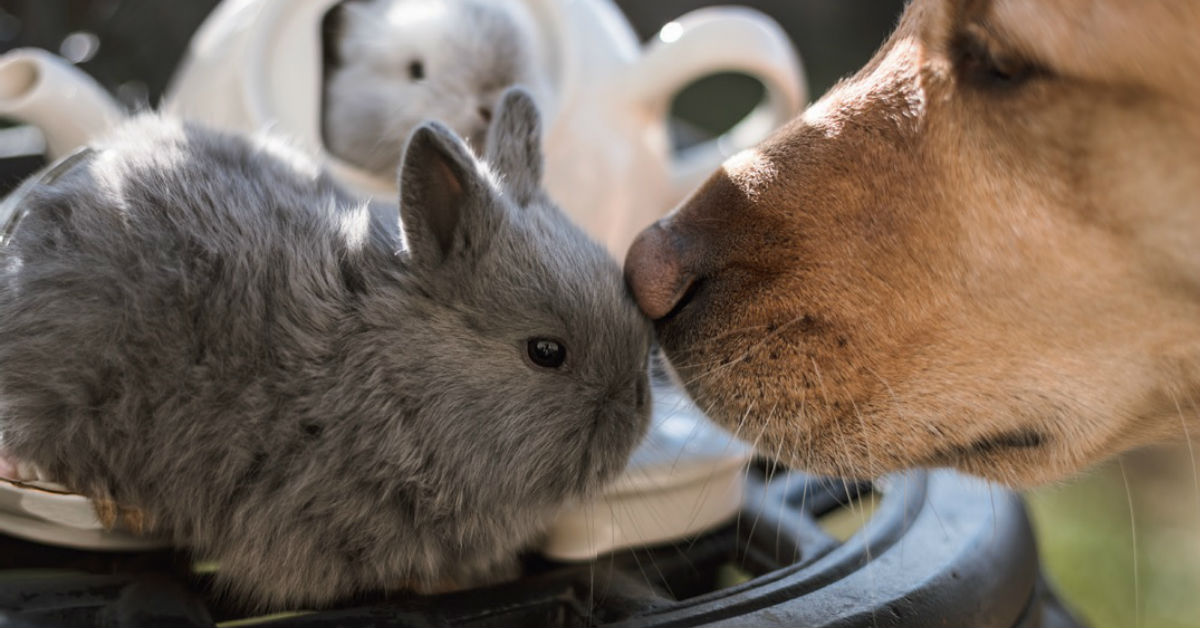 Cane e cavia, possono coesistere? Tutti i trucchi