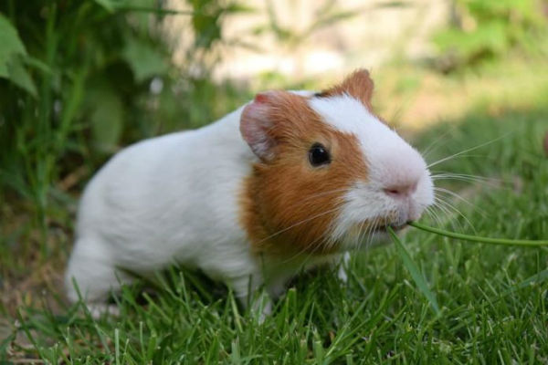 cavia