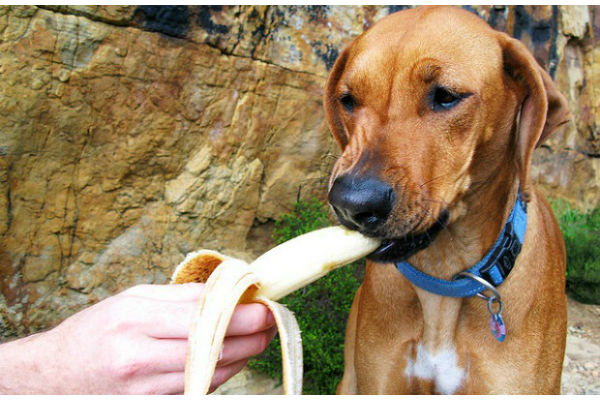 cane mangia banana