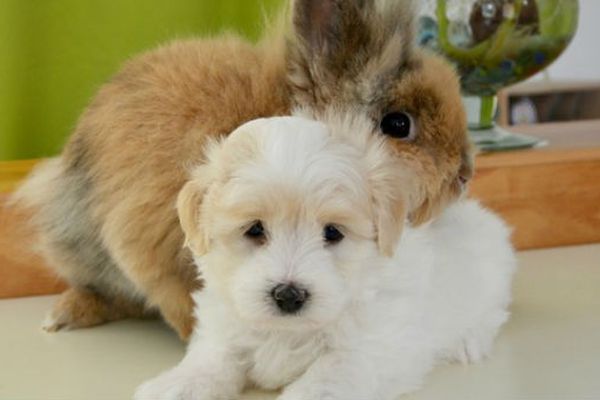 cane e coniglio domestico